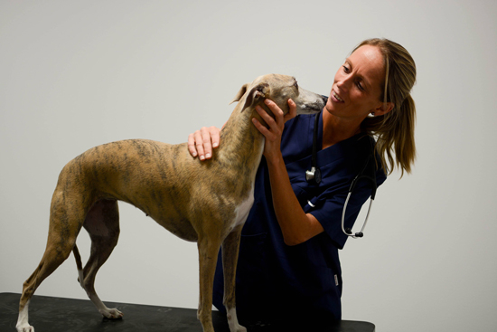Personal undersöker en hund.