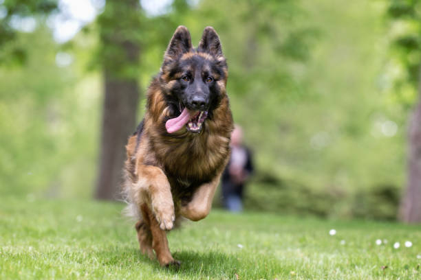 Schäferhund springer.