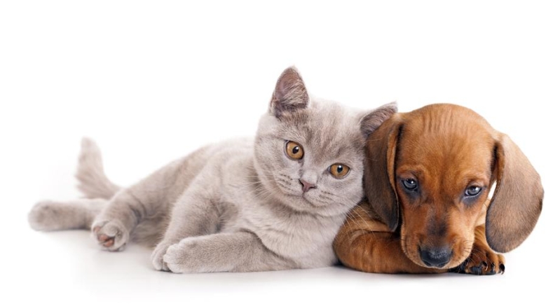 Kattunge och hundvalp.