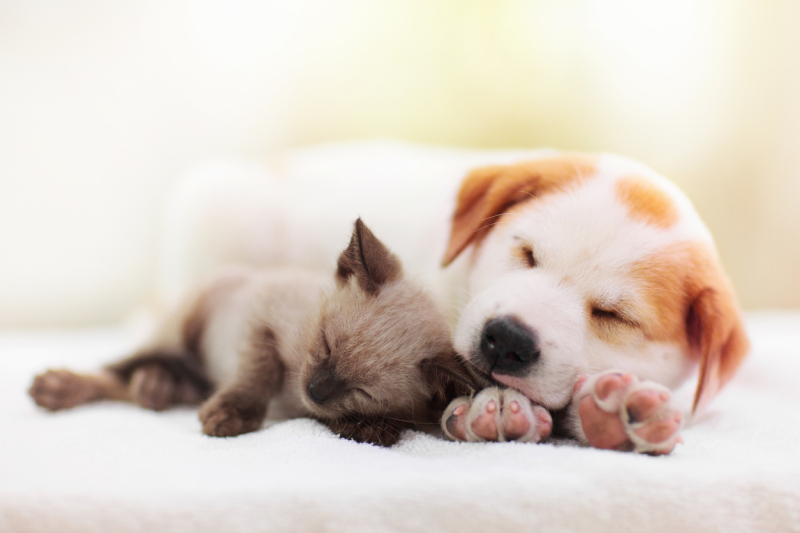 Kattunge och hundvalp sover.