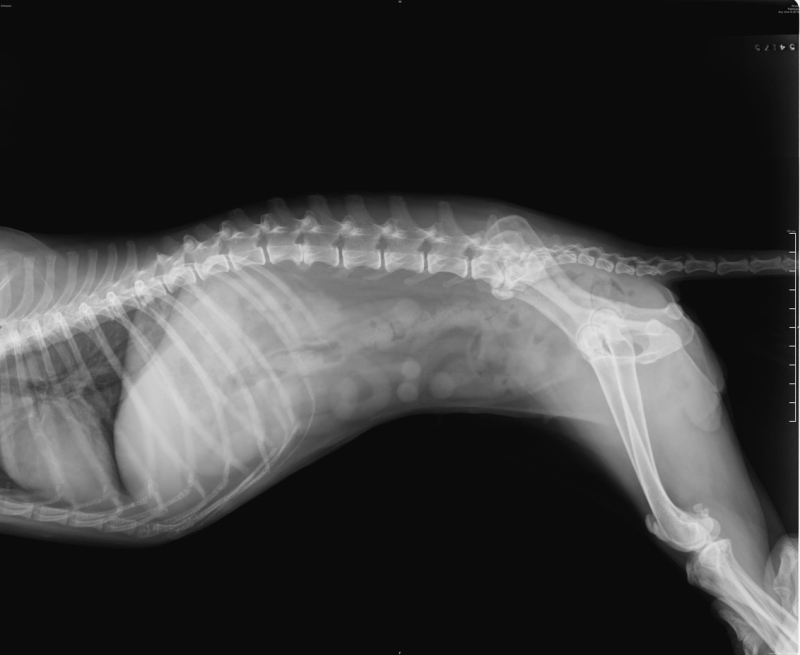 Röntgenbild av hund.